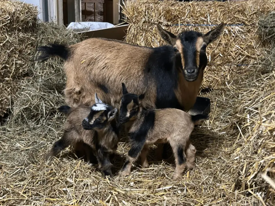 Goats at the sanctuary