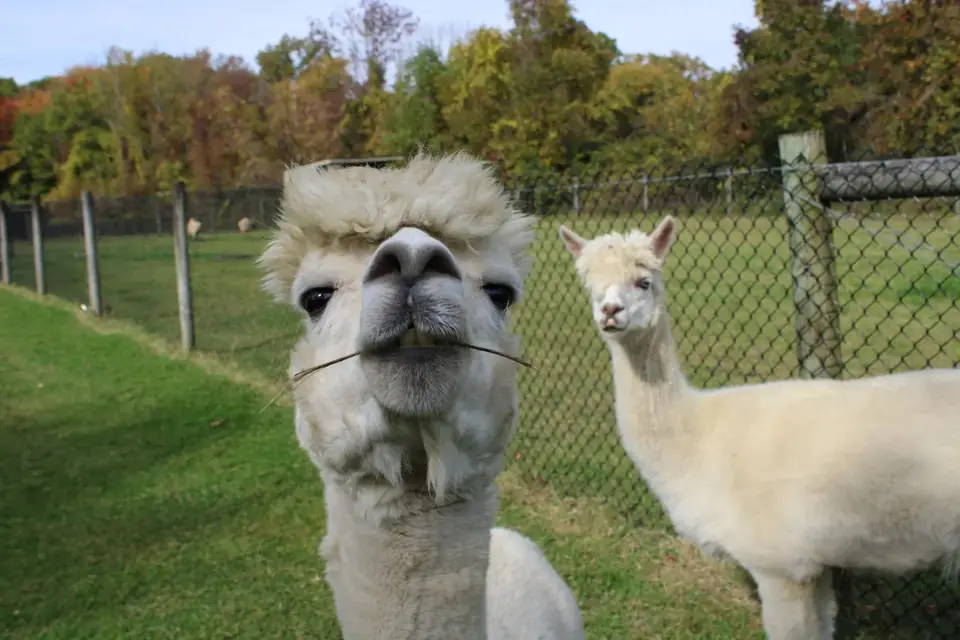 Alpacas at the sanctuary