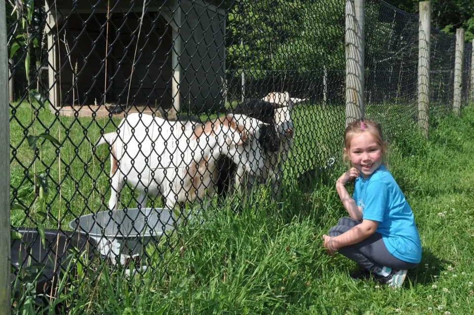 Visitor with goats